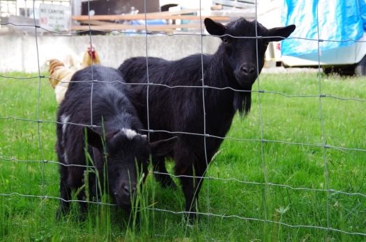 goatguys
